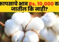 Cotton Market