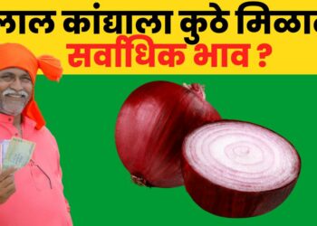 onion rate
