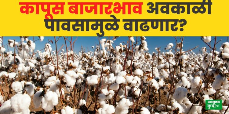 Cotton Rate