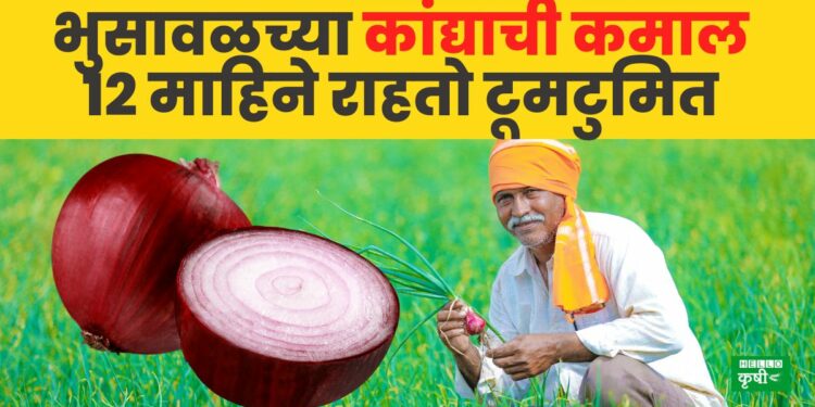 Onion Farming