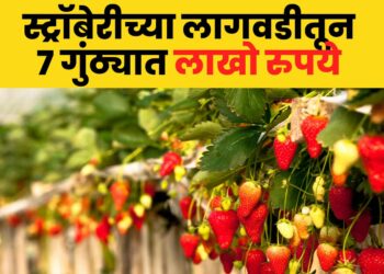 Strawberry Farming