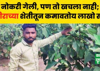 abhijit lawande Fig Farming (1)