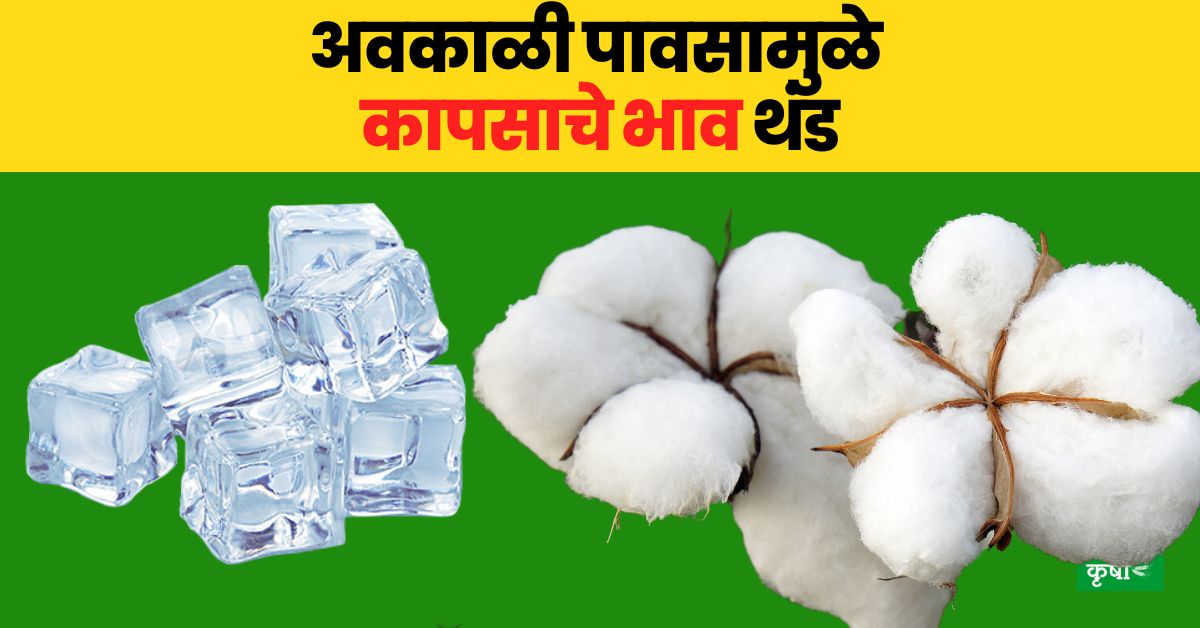 Cotton Rate अवकाळी पावसामुळे कापसाचे भाव थंड; काय आहेत आजचे दर