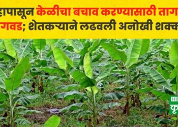 farmer planted jute around the banana plants