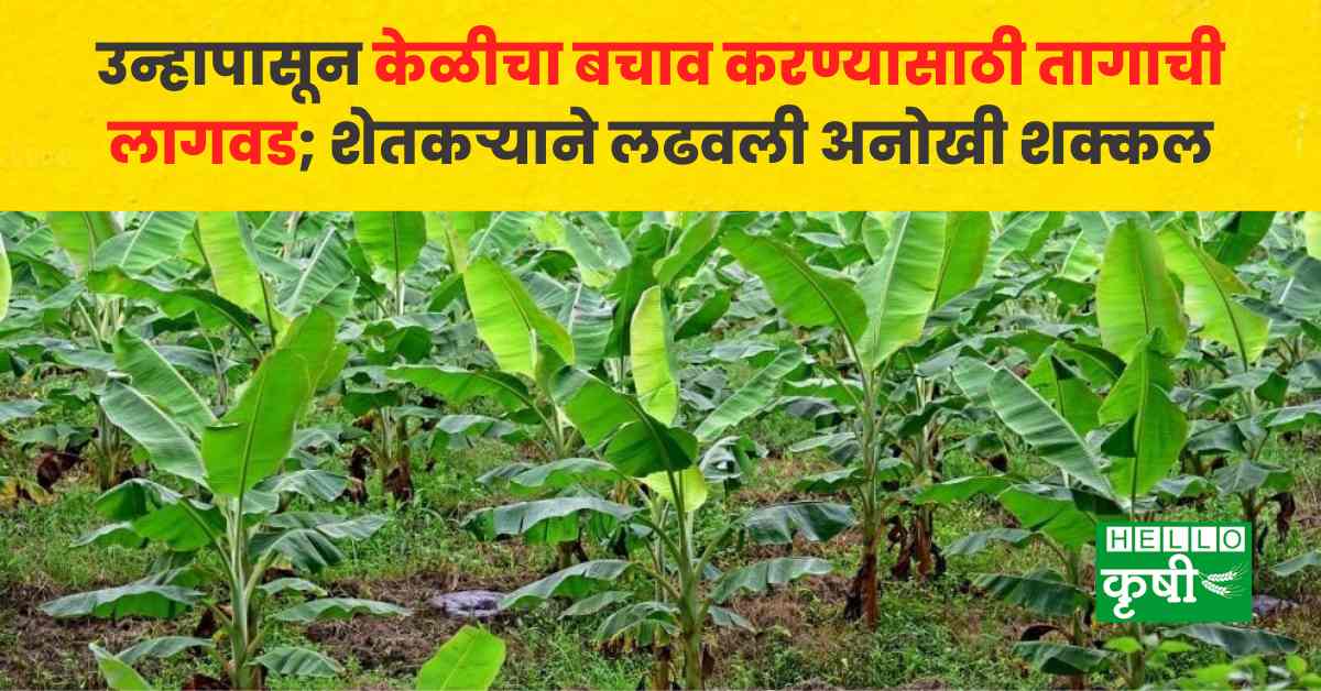 farmer planted jute around the banana plants