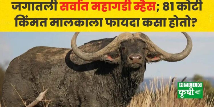 most expensive buffalo HORIZON