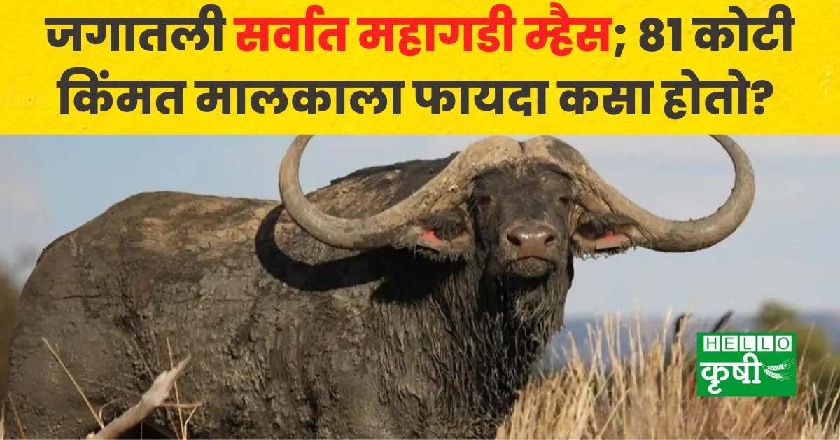 most expensive buffalo HORIZON