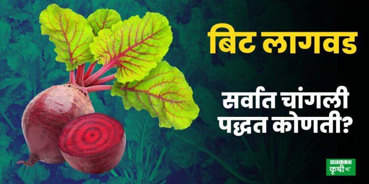 Beet Lagwad