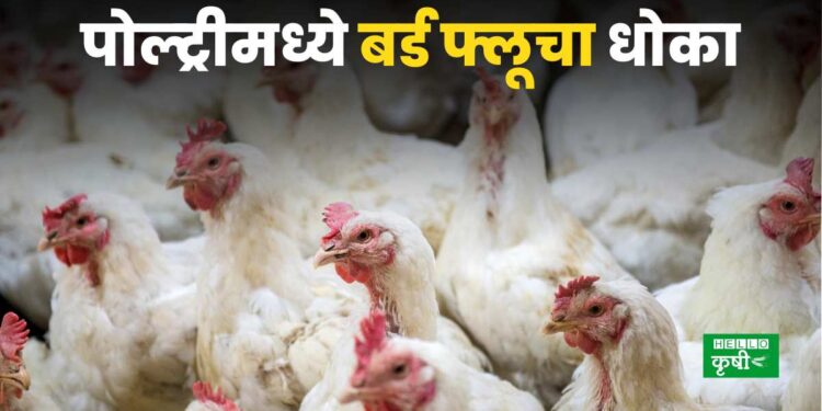 Bird flu