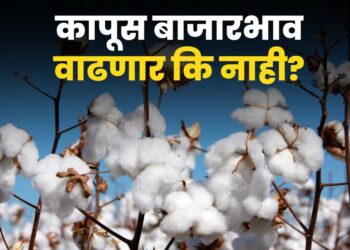 Cotton Rate