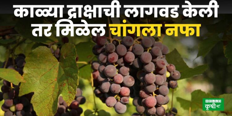 Cultivation of Black Grapes