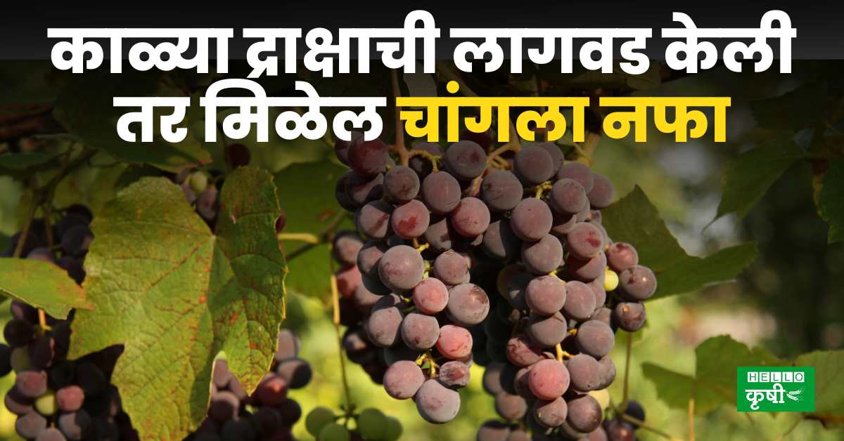 Cultivation of Black Grapes