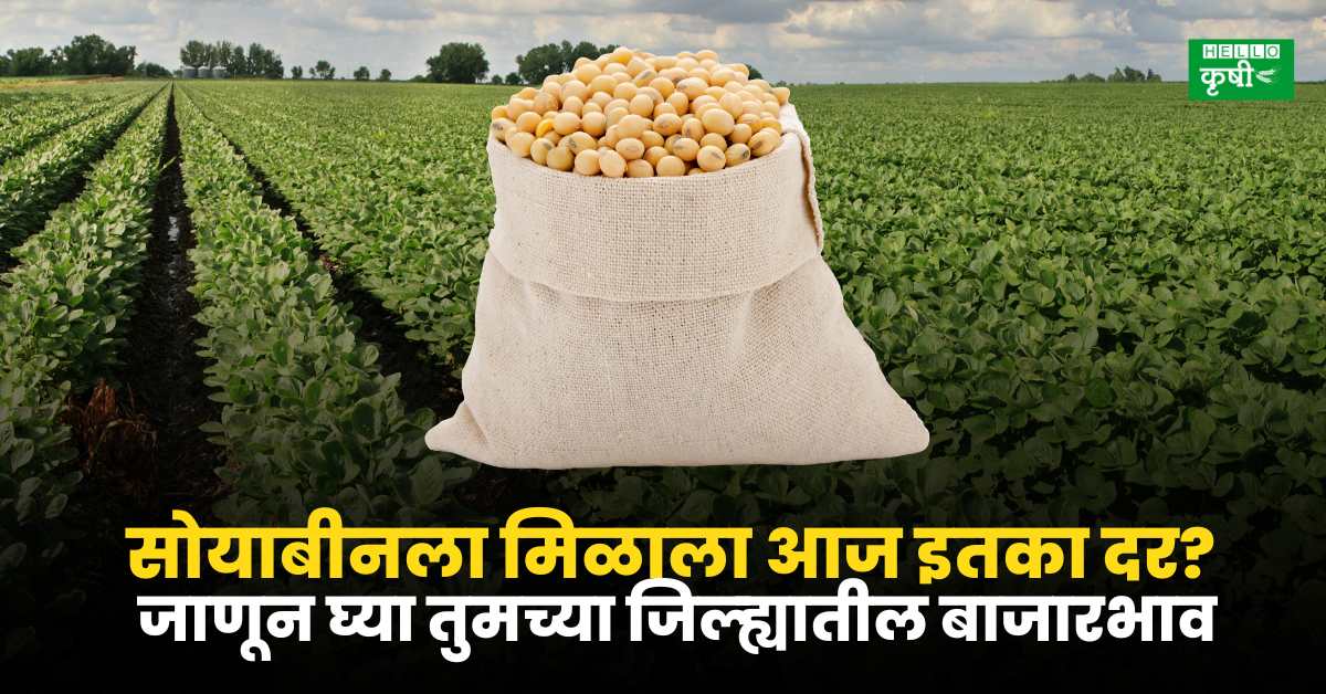 Soyabean Rate