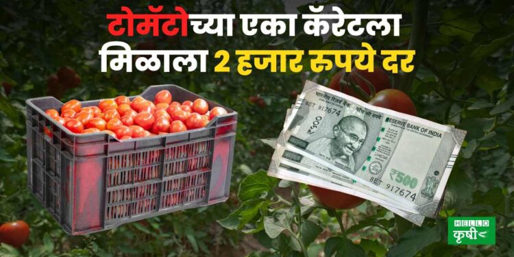 Tomato News