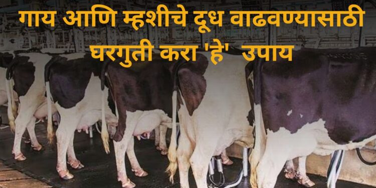 Animal Husbandry Business