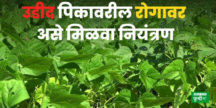 Diseases of Deemed Crop