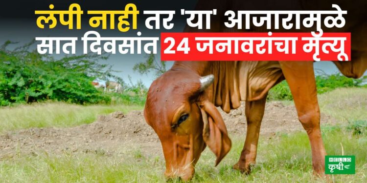 Satara News