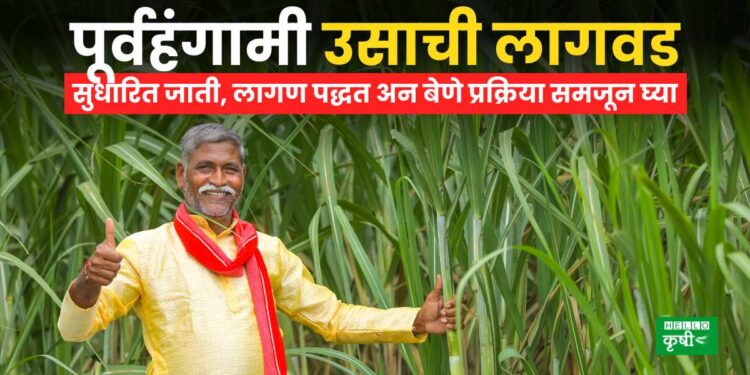 Sugarcane Farming