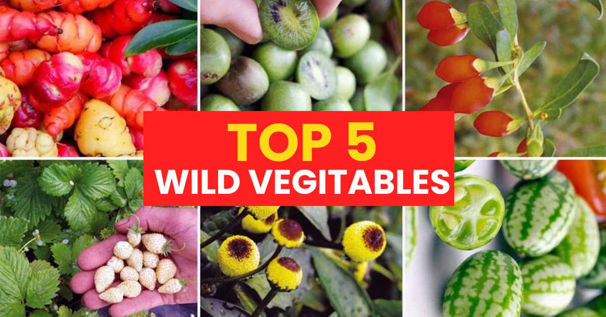 Top 5 Wild Vegetables