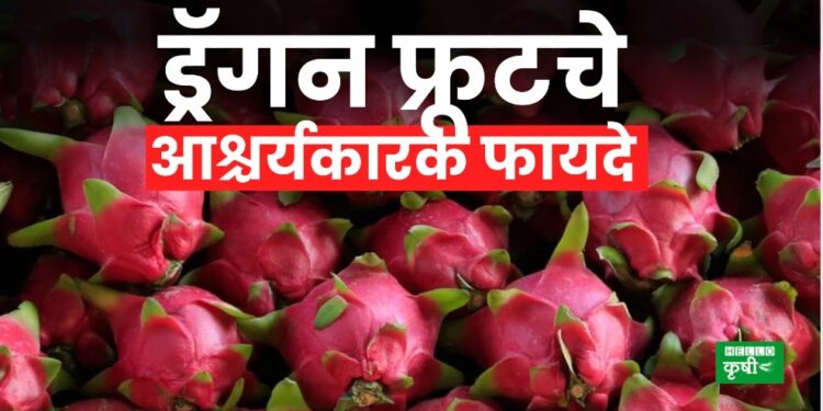 Dragon Fruit