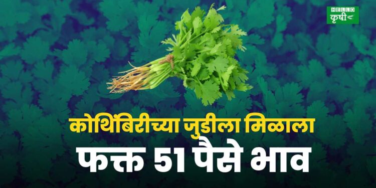 kothimbir rate