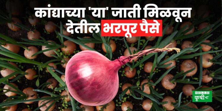 onion variety