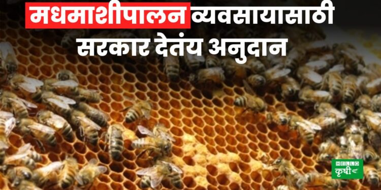 Honey Bee Farming