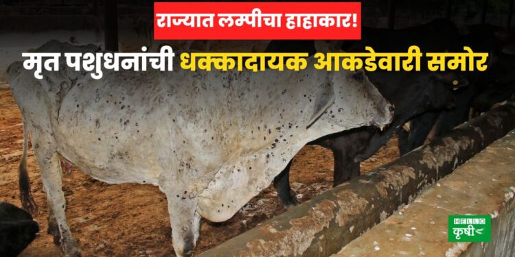 Lumpy Disease Maharashtra