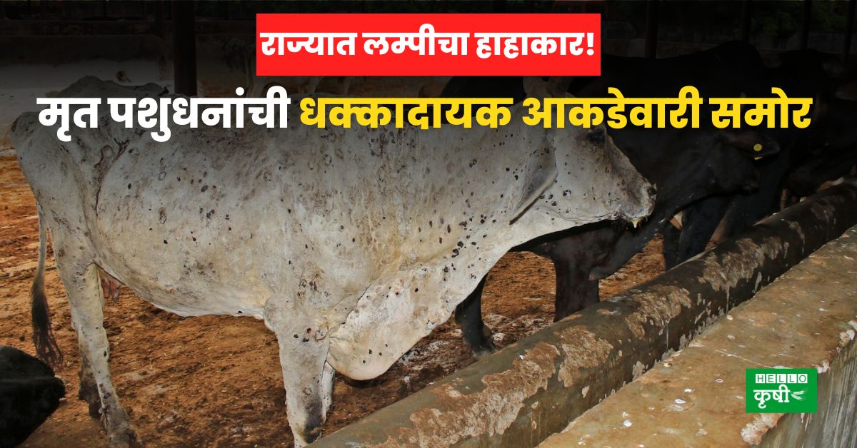 Lumpy Disease Maharashtra