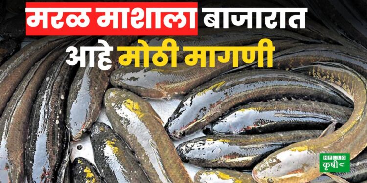 Maral Fish