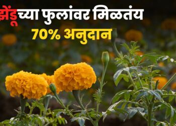 Marigold Flower Cultivation