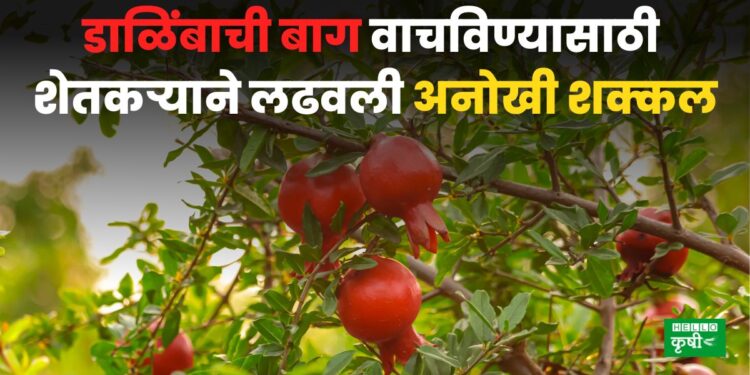 Pomegranate Crop
