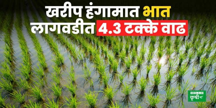 Rice Cultivation