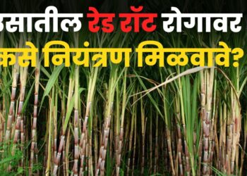 Sugarcane Decease Control