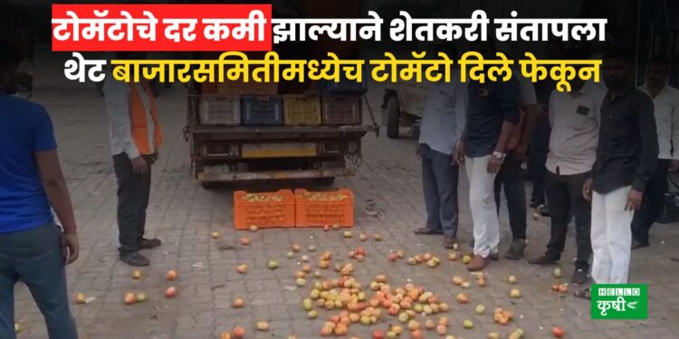 Tomato rate