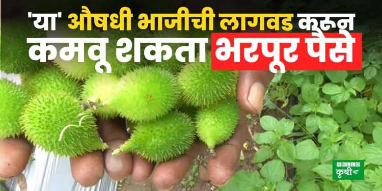 कंटोला लागवड