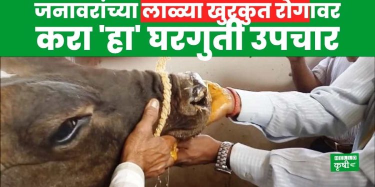 Animal Husbandry