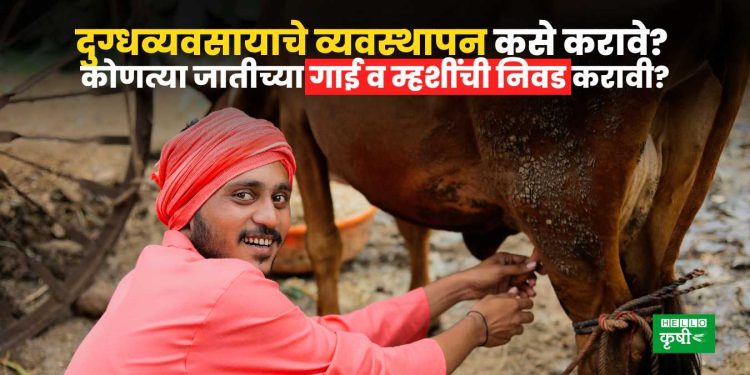 Dairy Farming Business Management