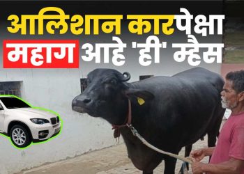 Most Expensive Buffalo