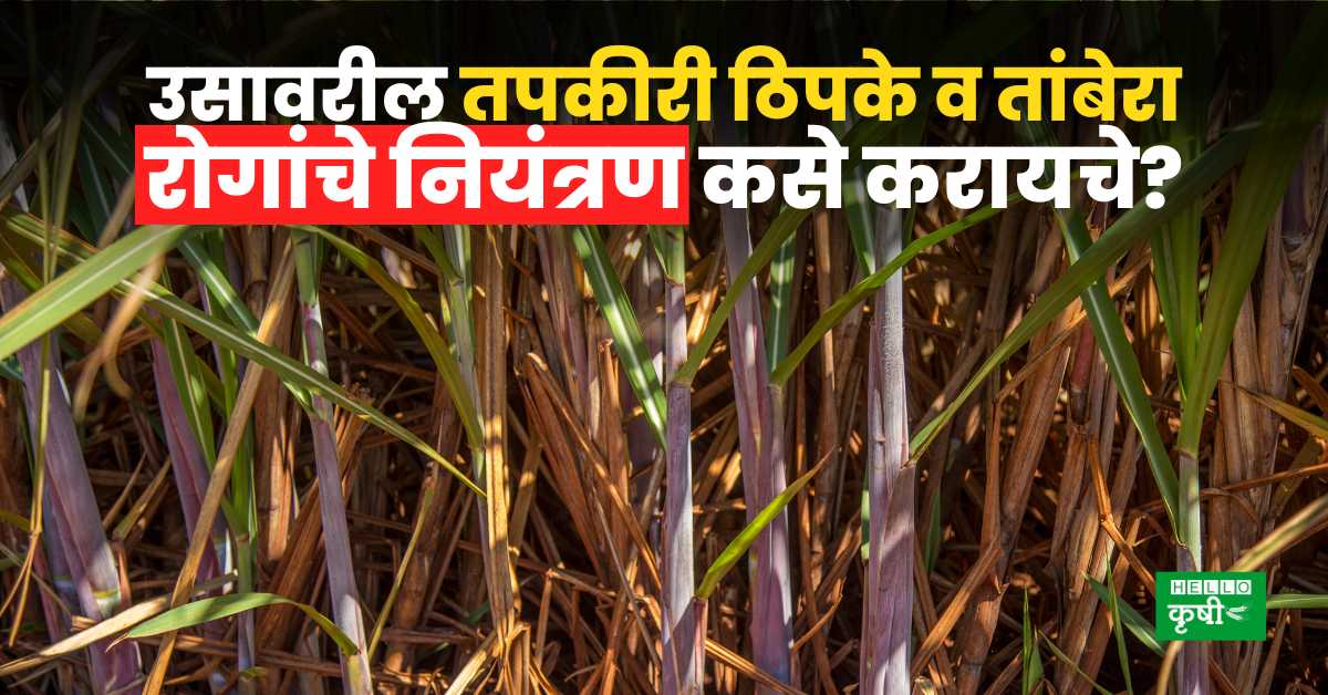 Sugarcane Farming Tips