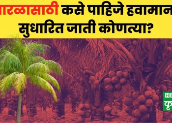 Coconut Tree Plantation