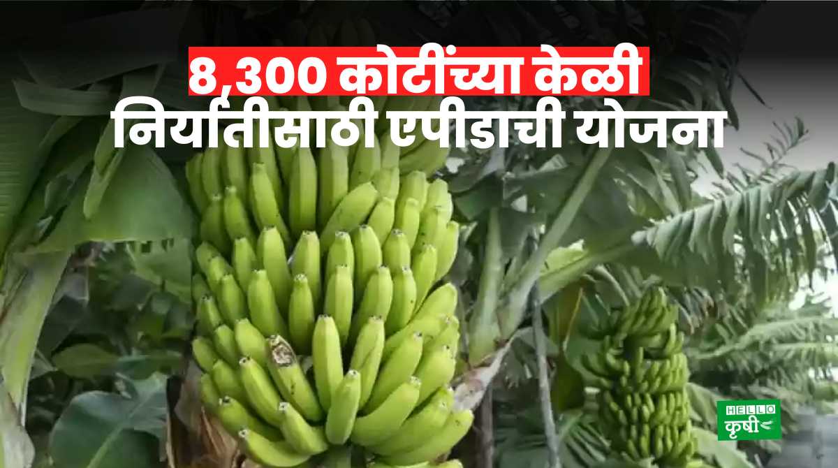 Banana Export 8,300 Crore Plan Of APEDA