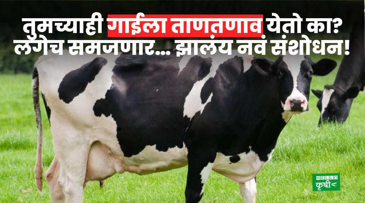 Dairy Technology Cow Get Stressed