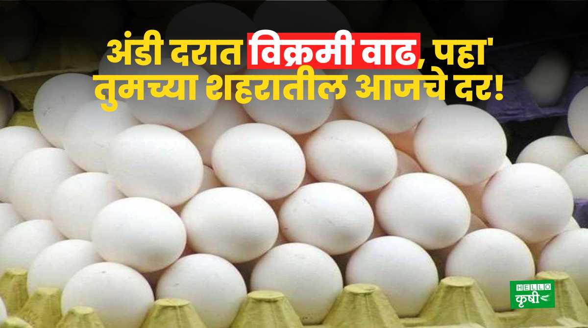 Eggs Rate Today In India