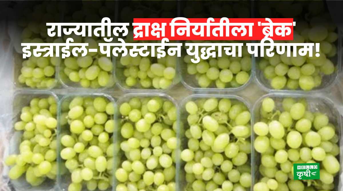 Grapes Export Stops From Maharashtra