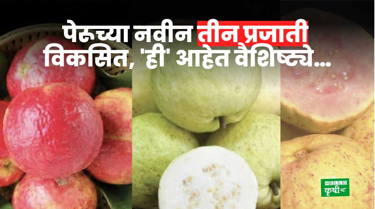 Guava Farming Three New Species