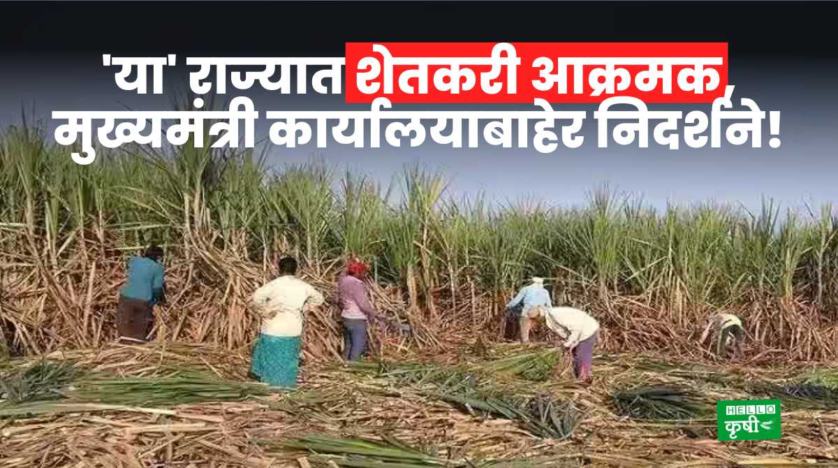 Sugarcane Rate Up Farmers Aggressive