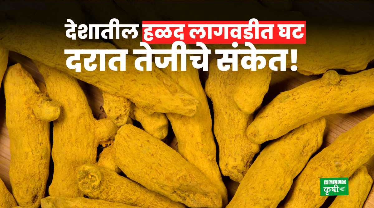 Turmeric Rate Decline In Cultivation