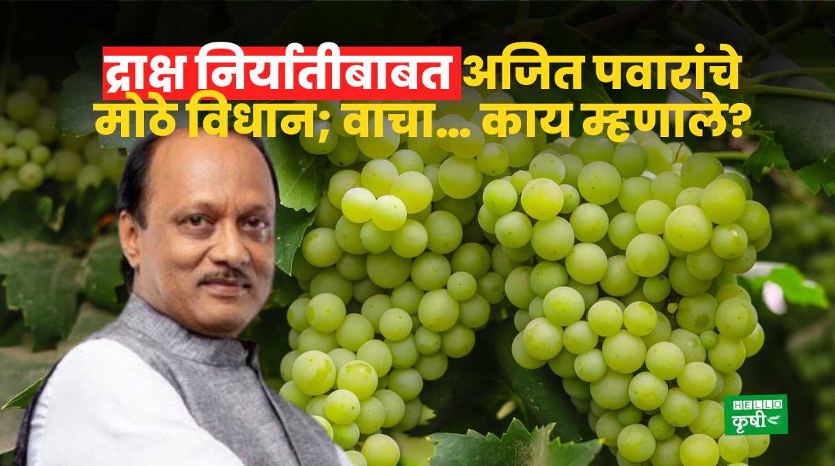Ajit Pawar On Grapes Export