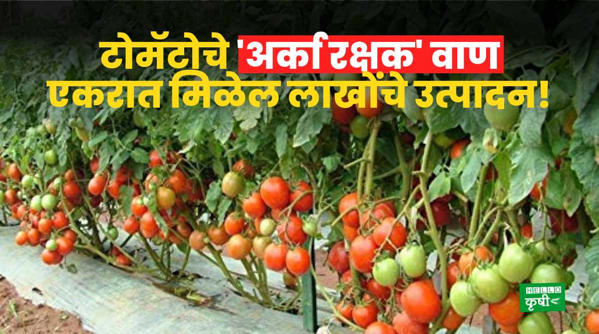 Arka Rakshak Variety Of Tomato